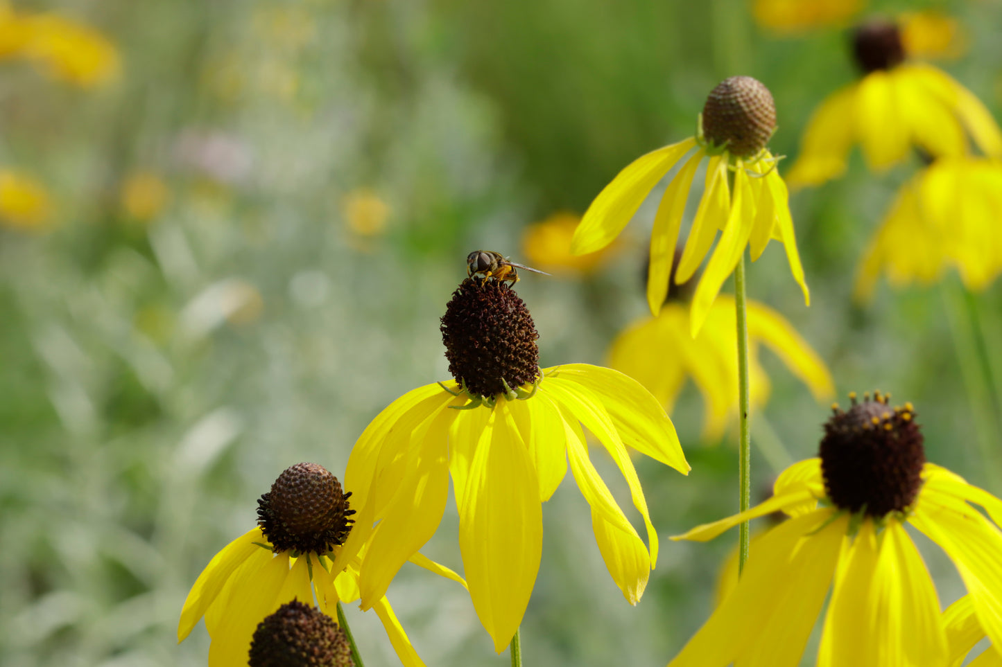 Yellow coneflower & Bee