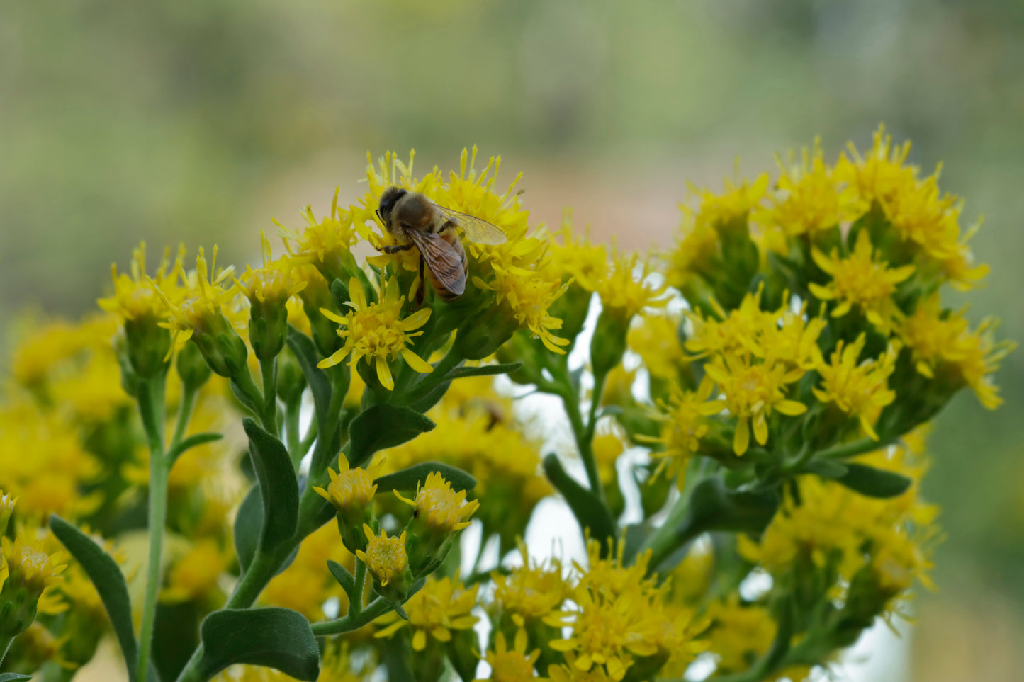 Bee pollinating Stiff Goldenrod