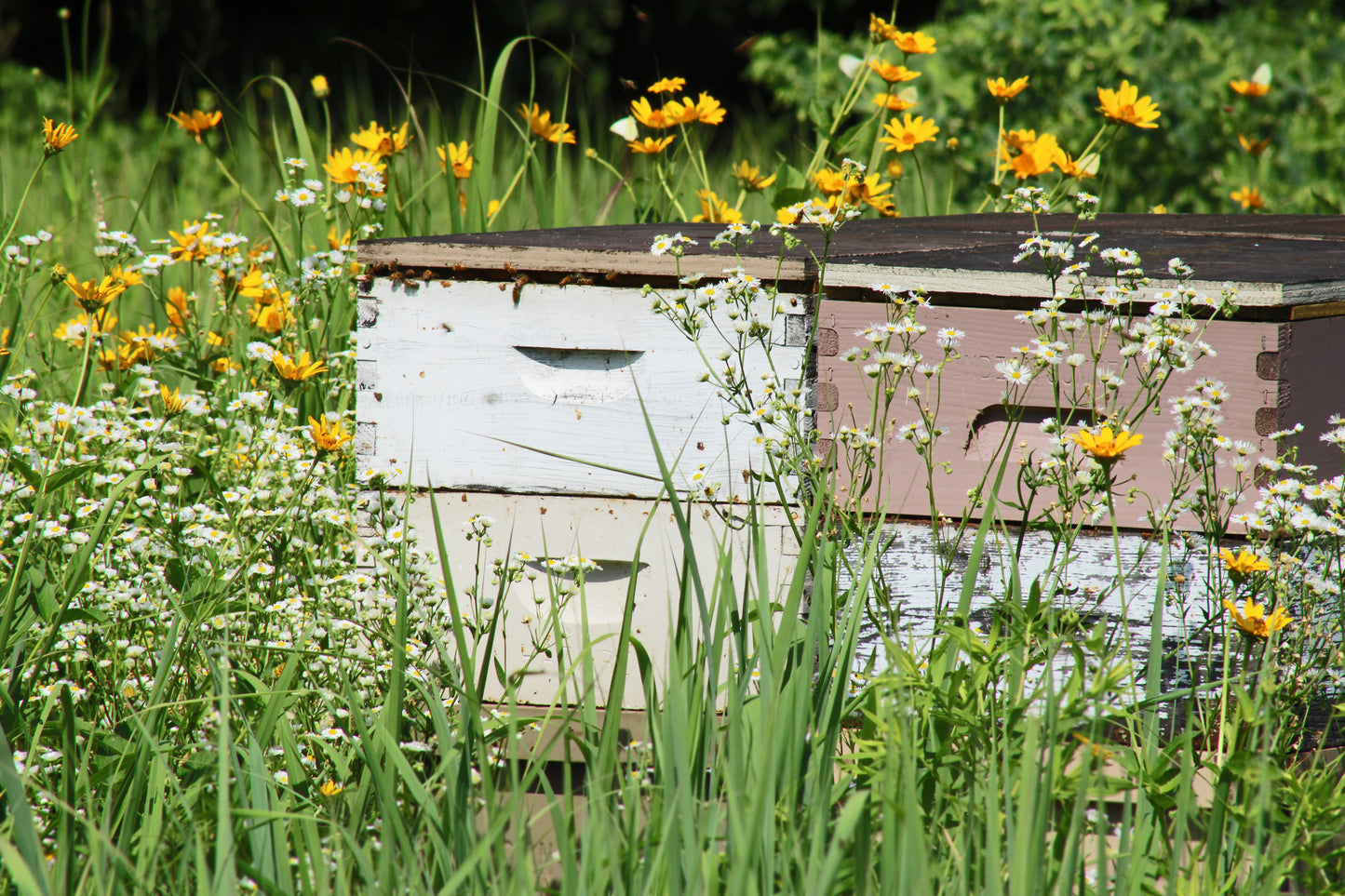 Bee hives