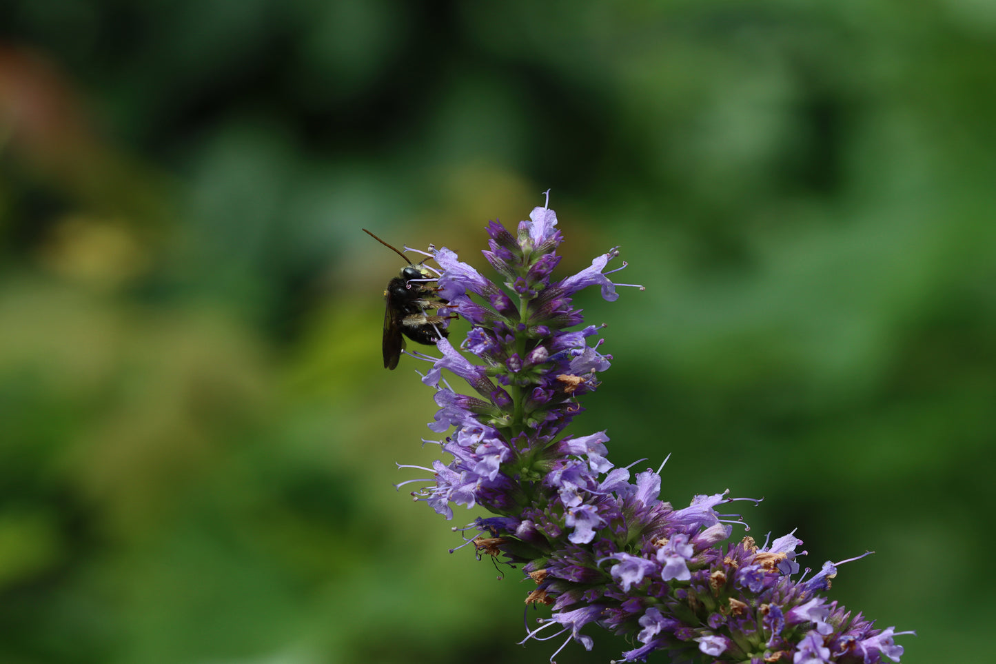 Pollination on Anise Hyssop