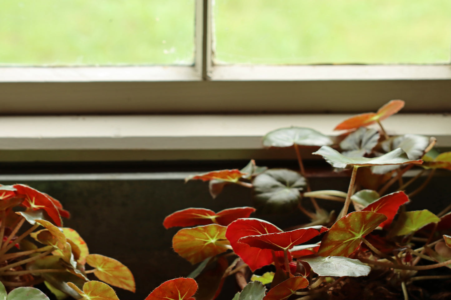 Begonia houseplant