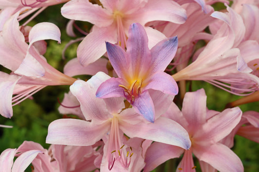 Belladonna lilies