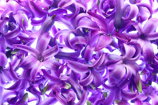 Hyacinth blossoms