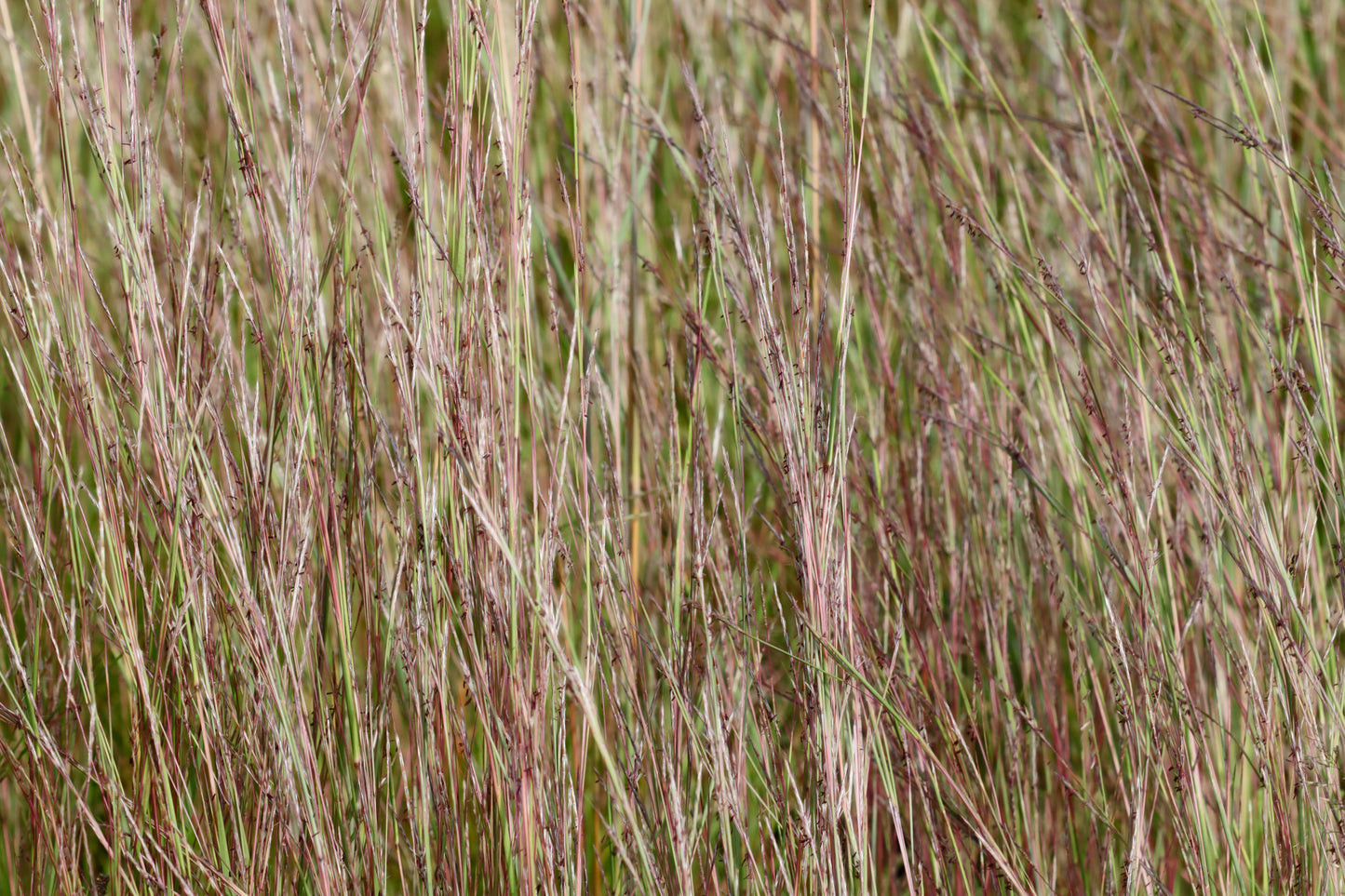 Little Bluestem