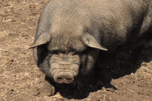 Farm pig in the barn yard