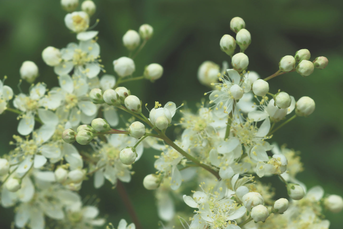 White Queen of the Prairie