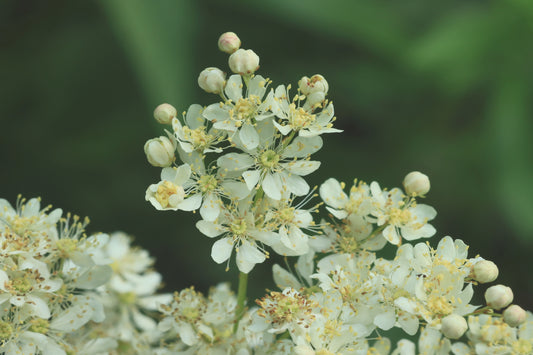 White Queen of the Prairie