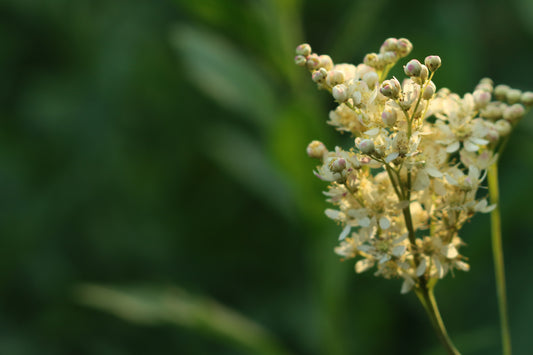 Wildflower Queen of the Prairie