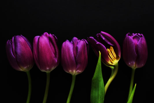 Tulip still life