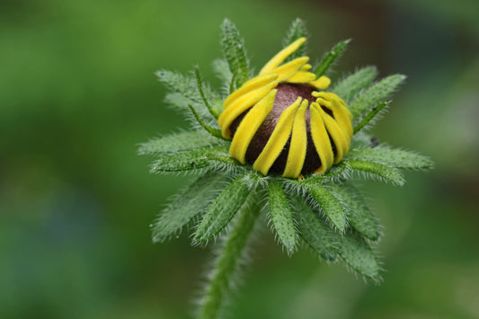 Black eyed Susan bud