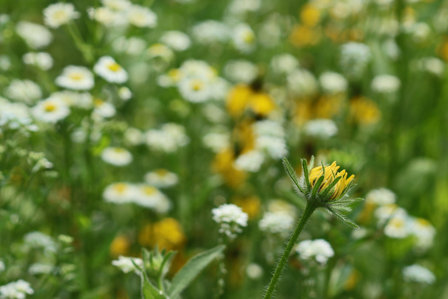 Wildflower Garden