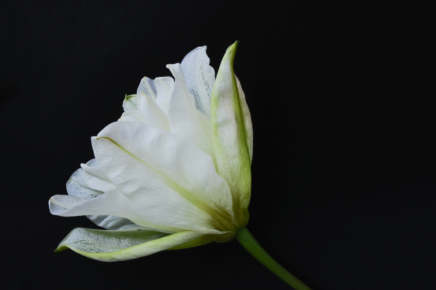 White lily