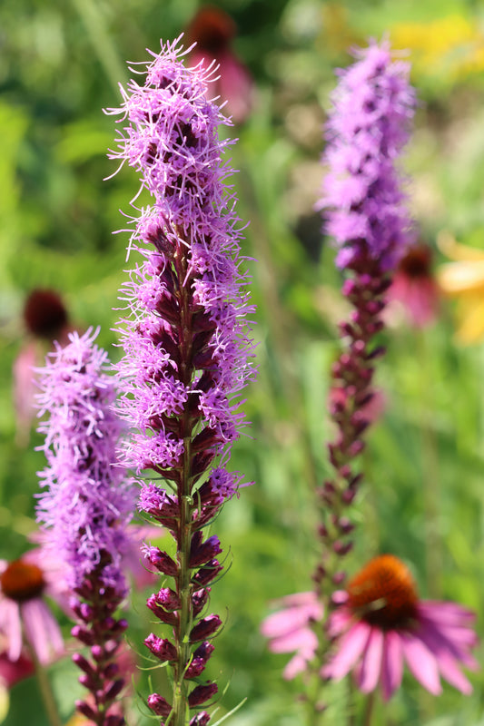 Liatris