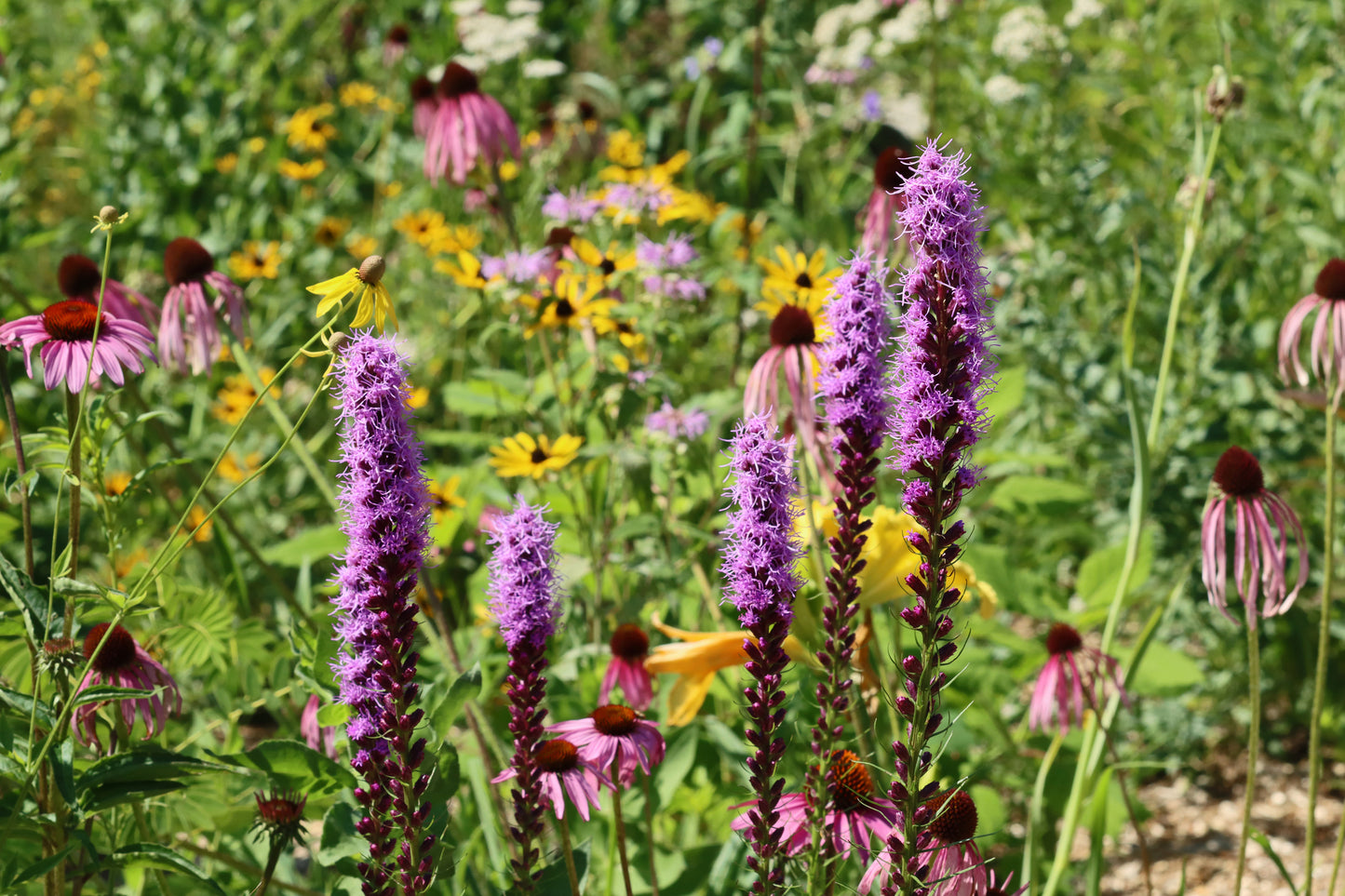 Blazing star wildflower meadow