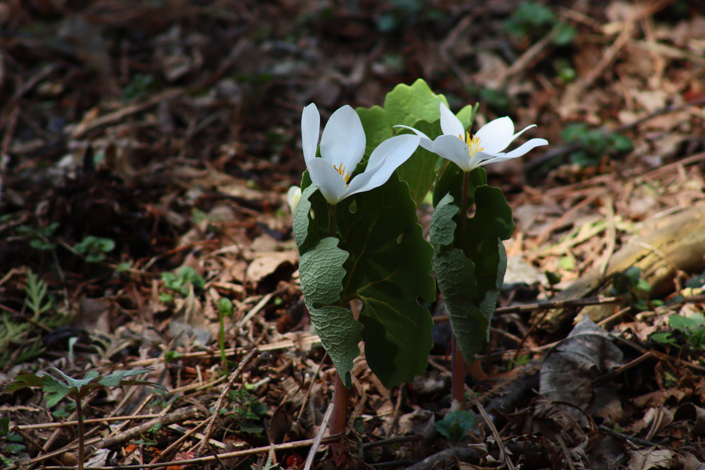 Bloodroot