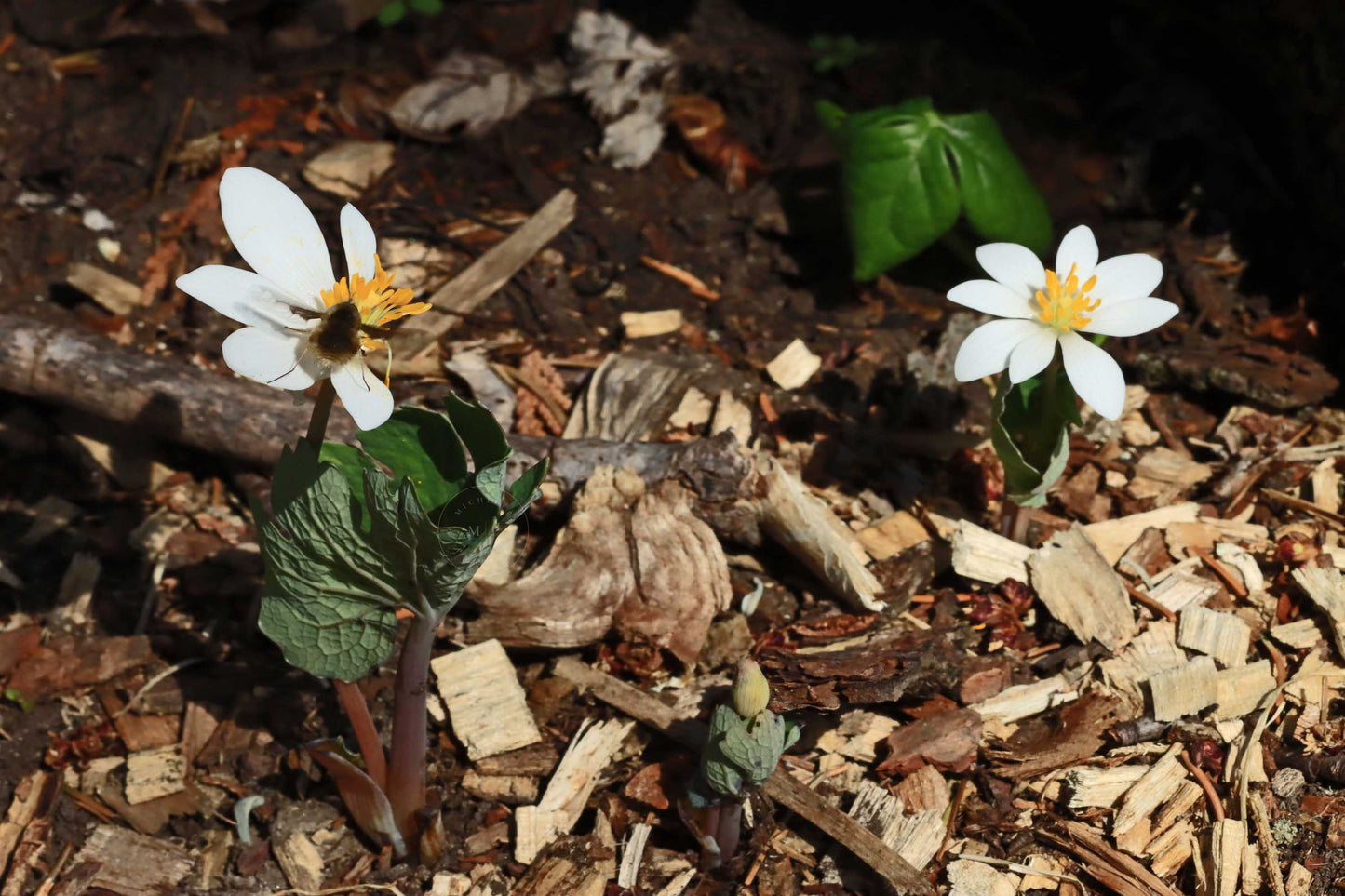 Blood Root pollination