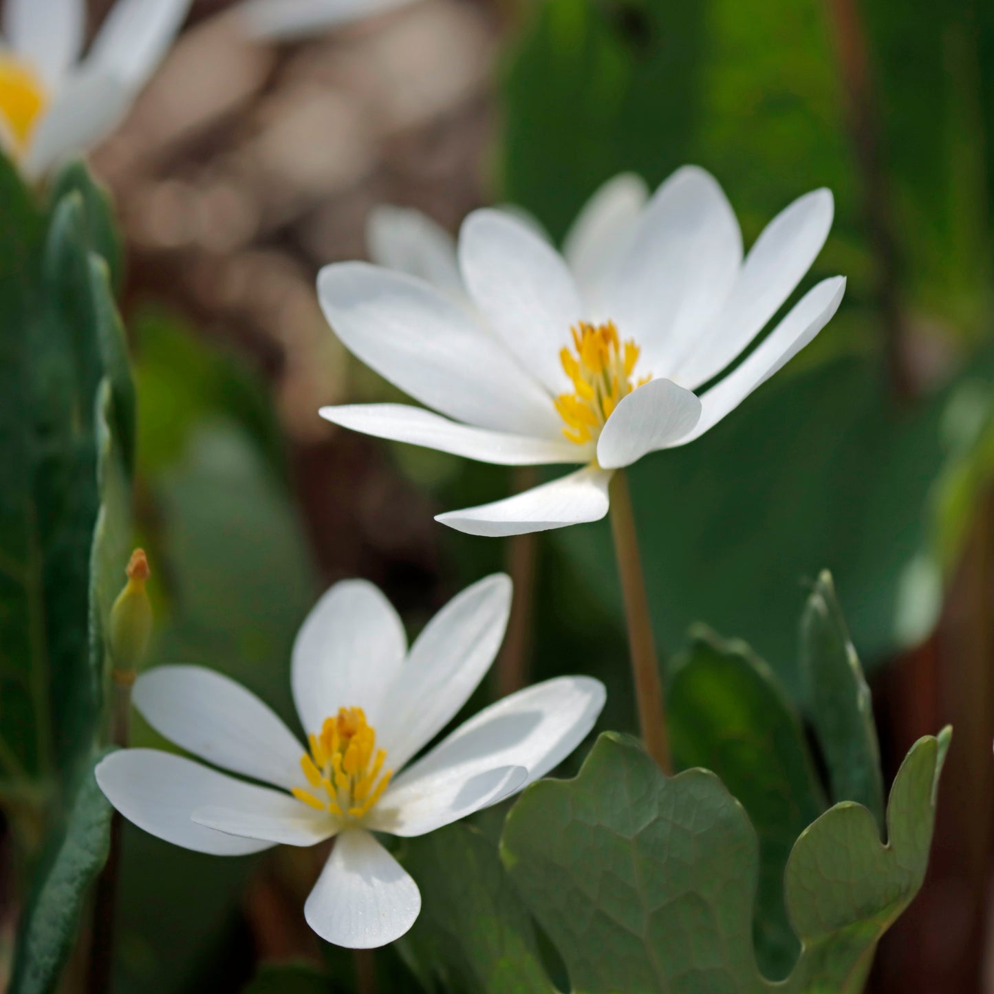 Bloodroot blooms