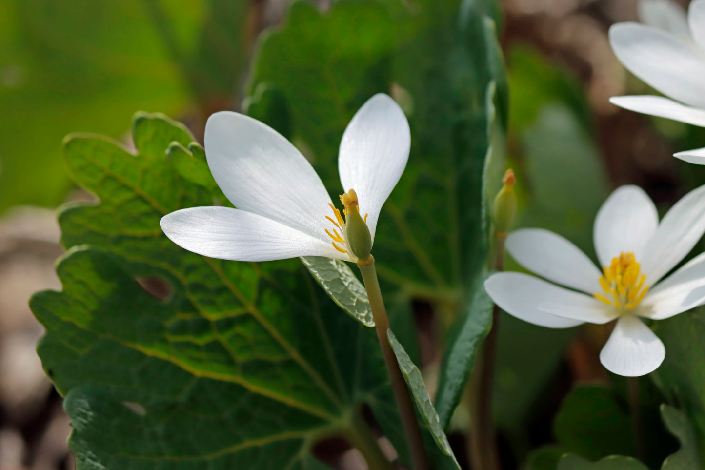 Bloodroot