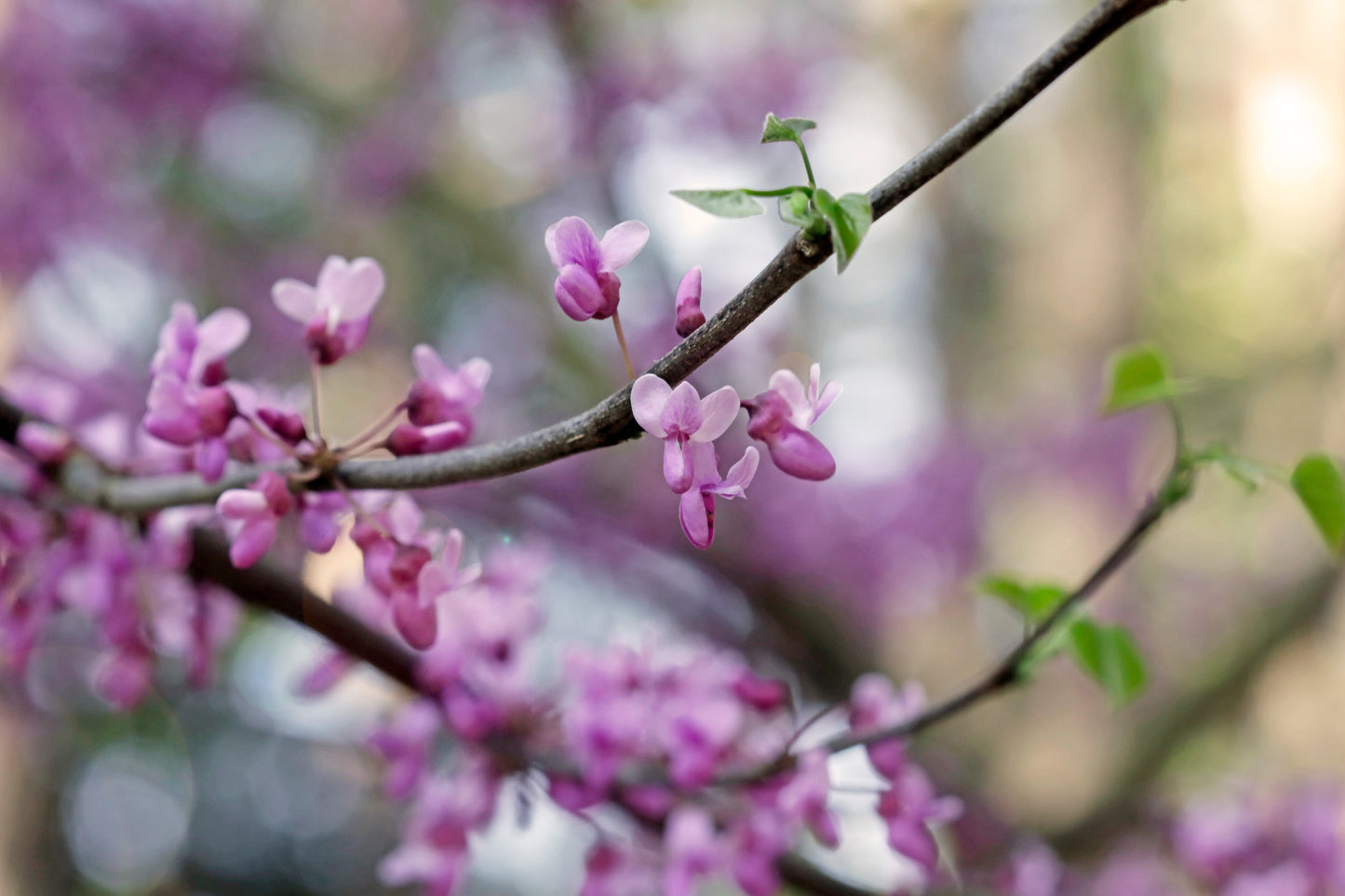 Eastern Redbud Blooms