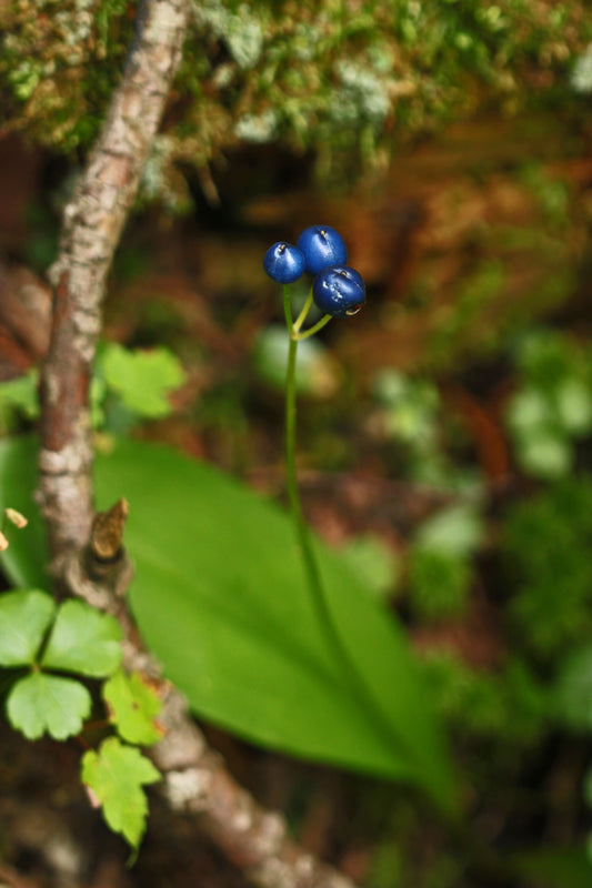 Blue bead lily