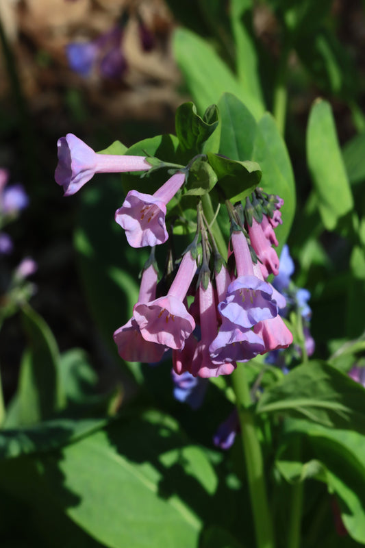 Bluebells