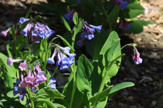 Bluebells