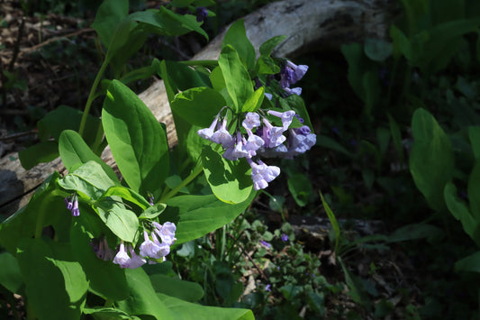 Virginia Bluebells