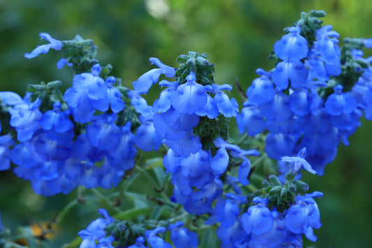 Azure Blue Sage