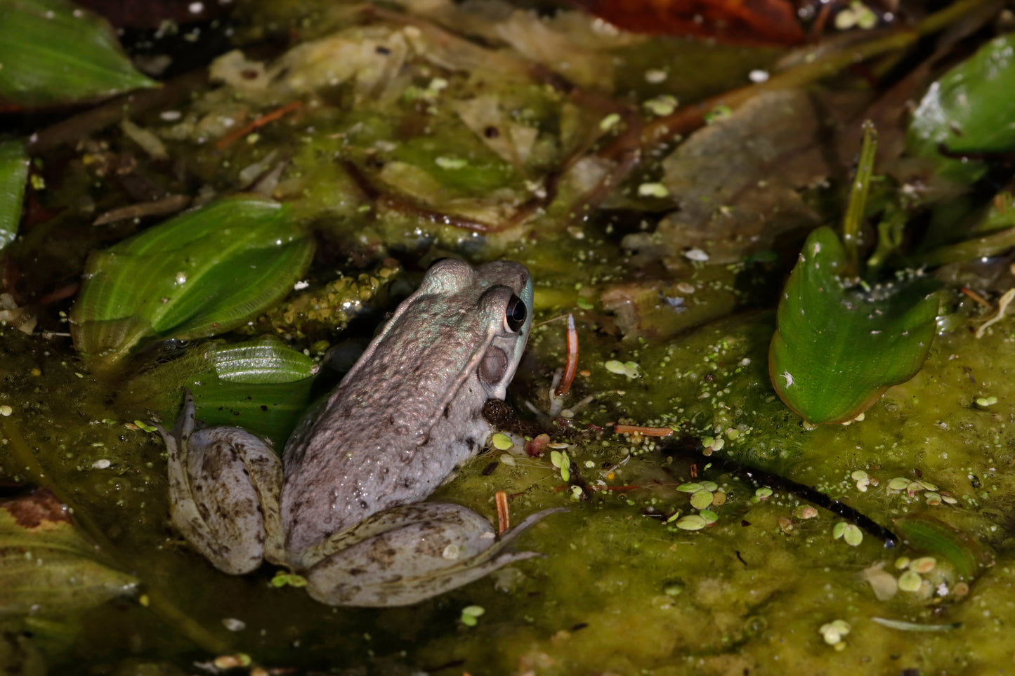 RARE blue "green frog"