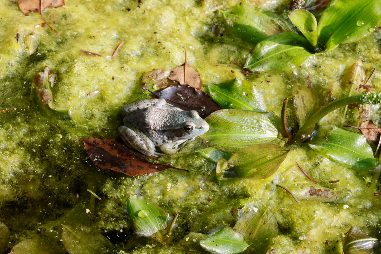 Uncommon blue "green frog" resting in a pond with aquatic plants