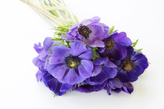 Purple poppy anemone bouquet