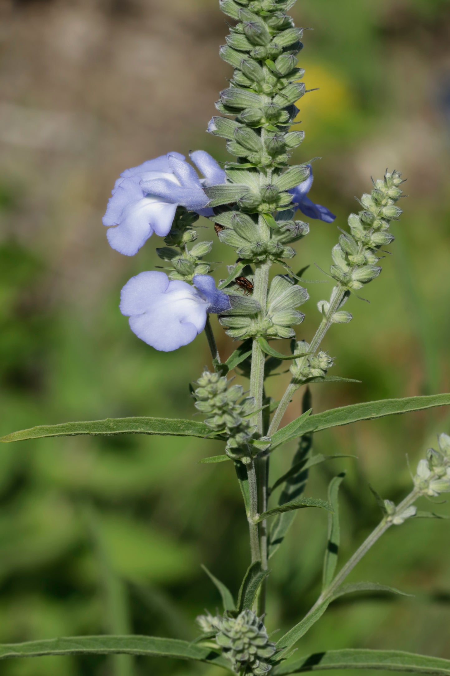 Azure blue sage