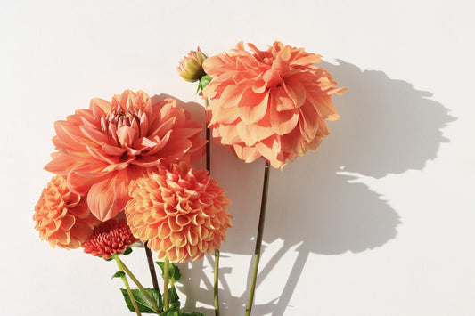 Dahlia bouquet