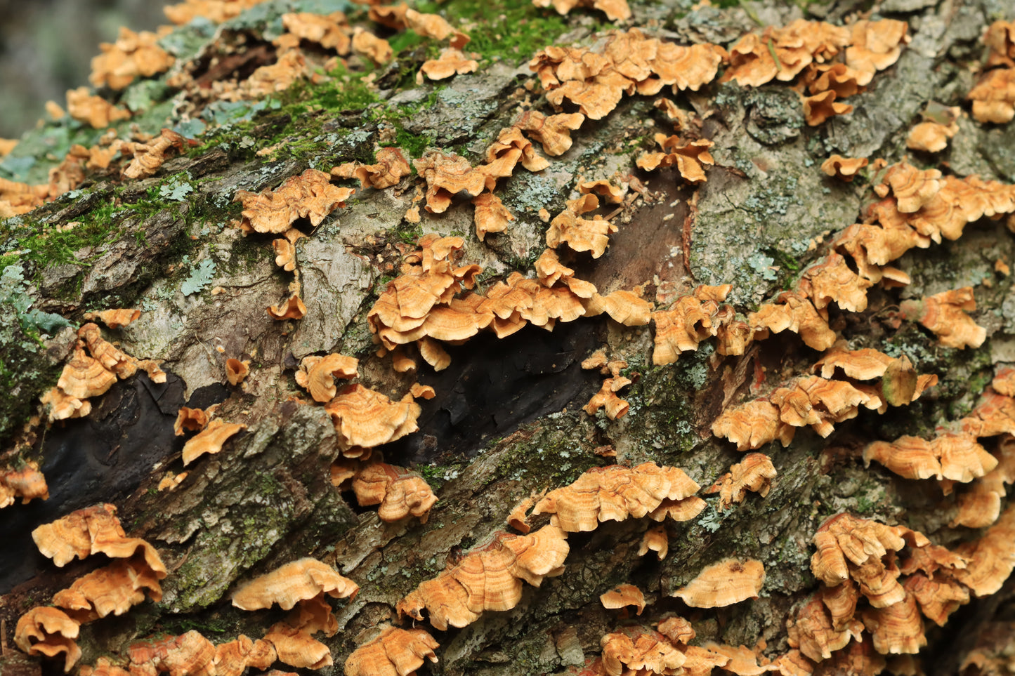 Bracket fungus