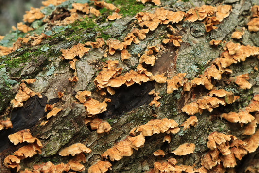 Bracket fungus