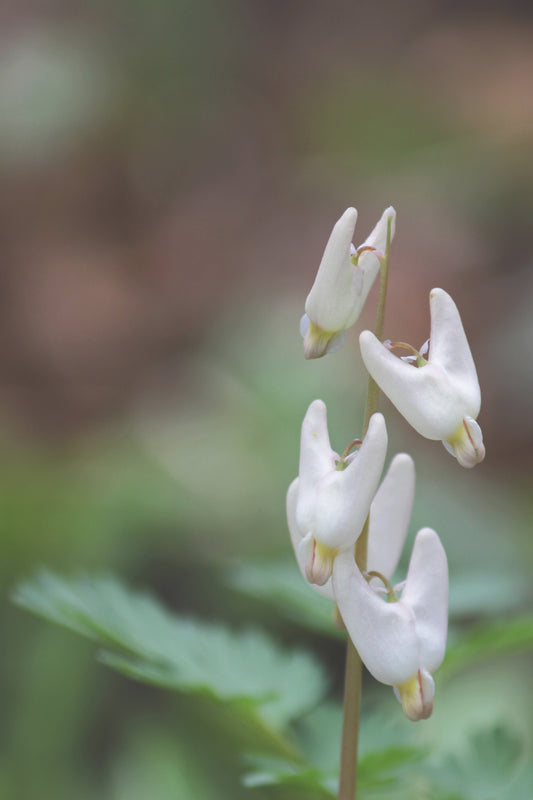 Dutchman's Breeches