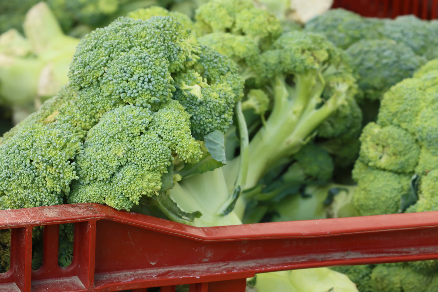 Broccoli at market