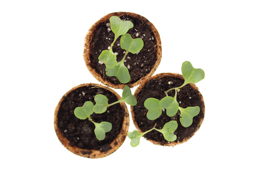 Broccoli seedlings