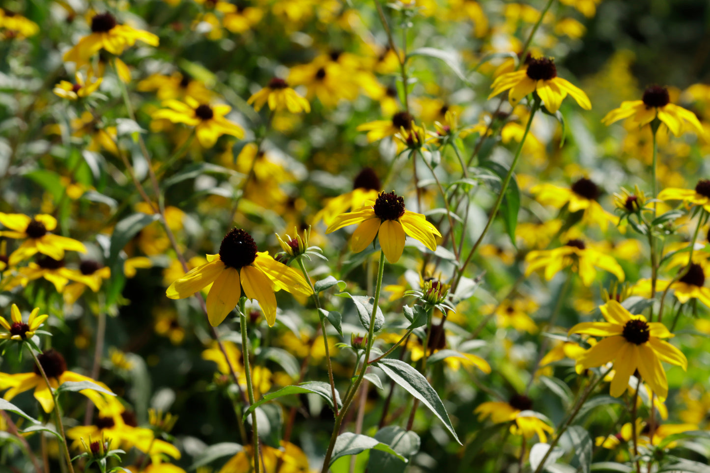 Brown-eyed Susan meadow