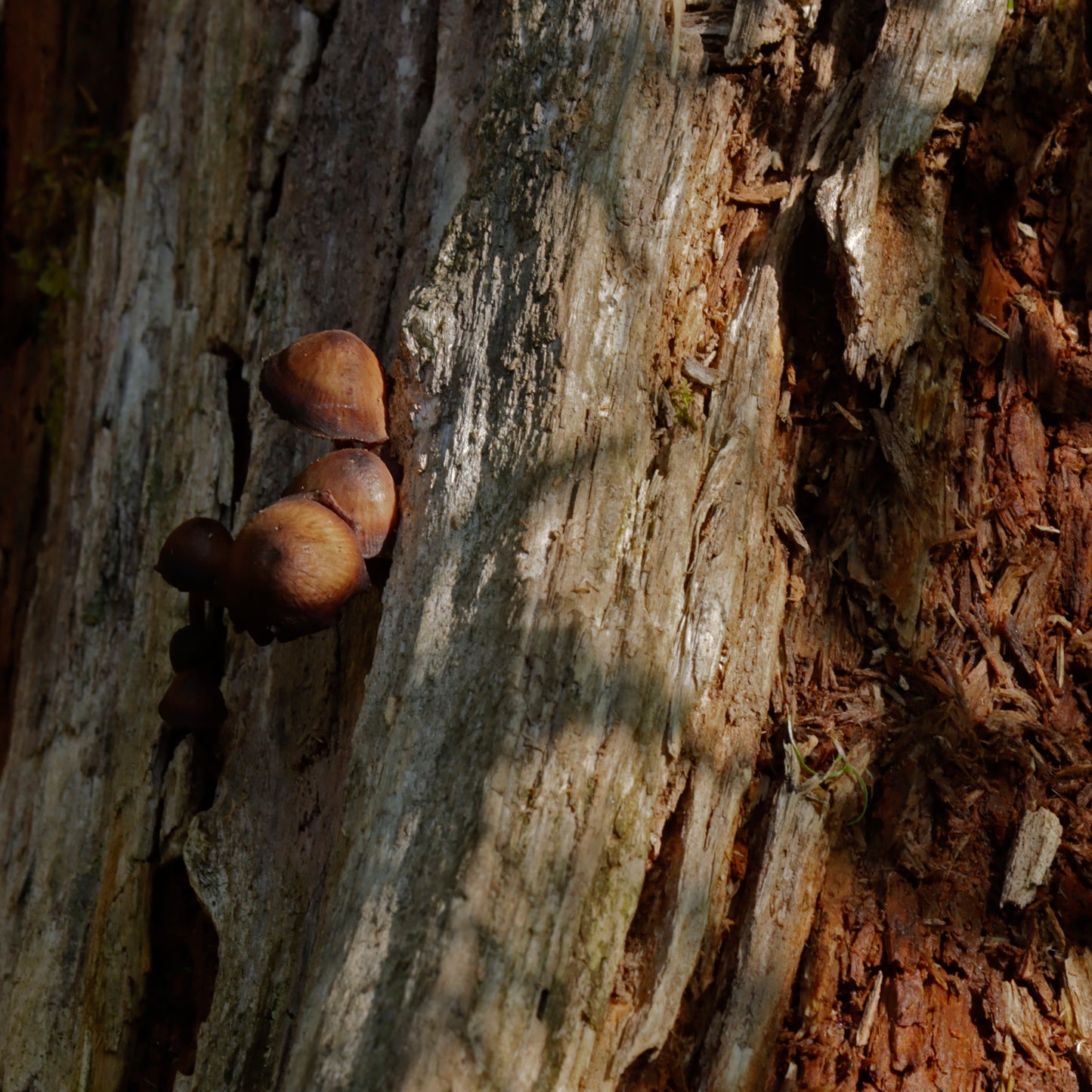 Brown mushroom trunk