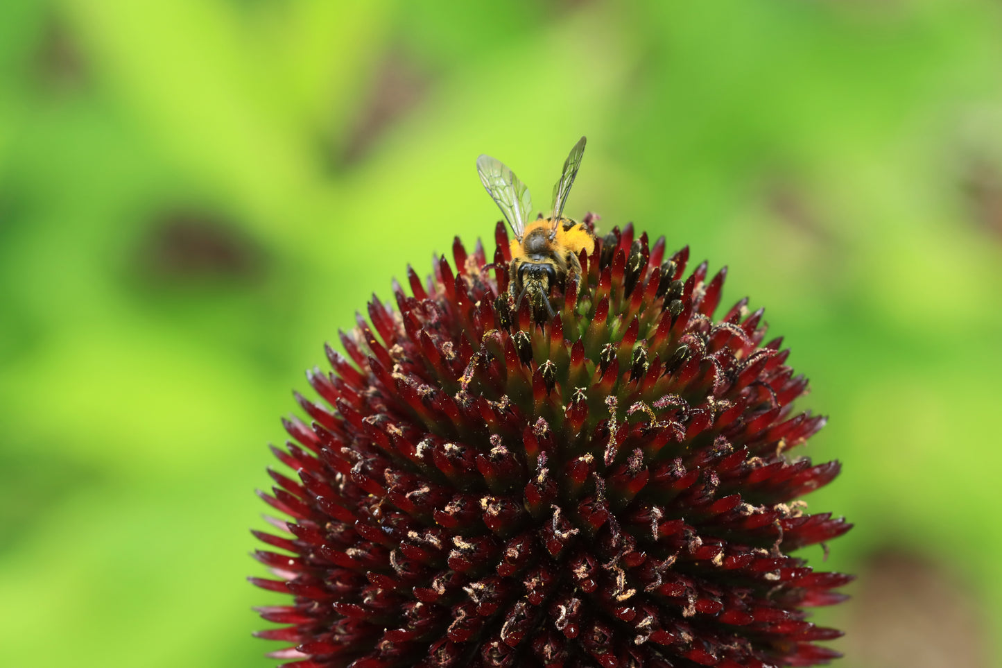 Pollination of coneflower