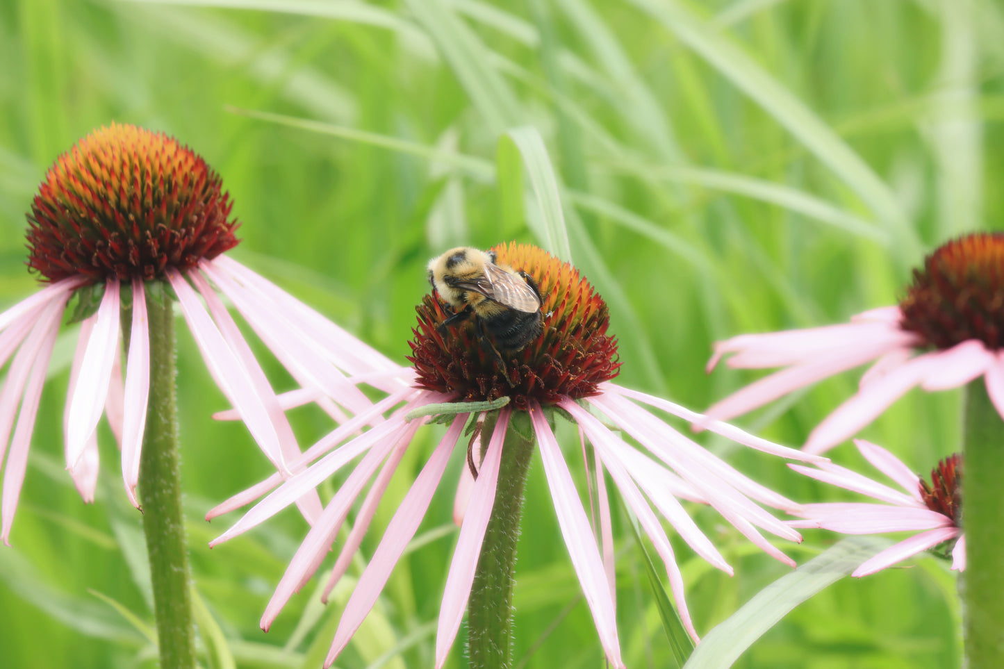 Pollination of the echinacea