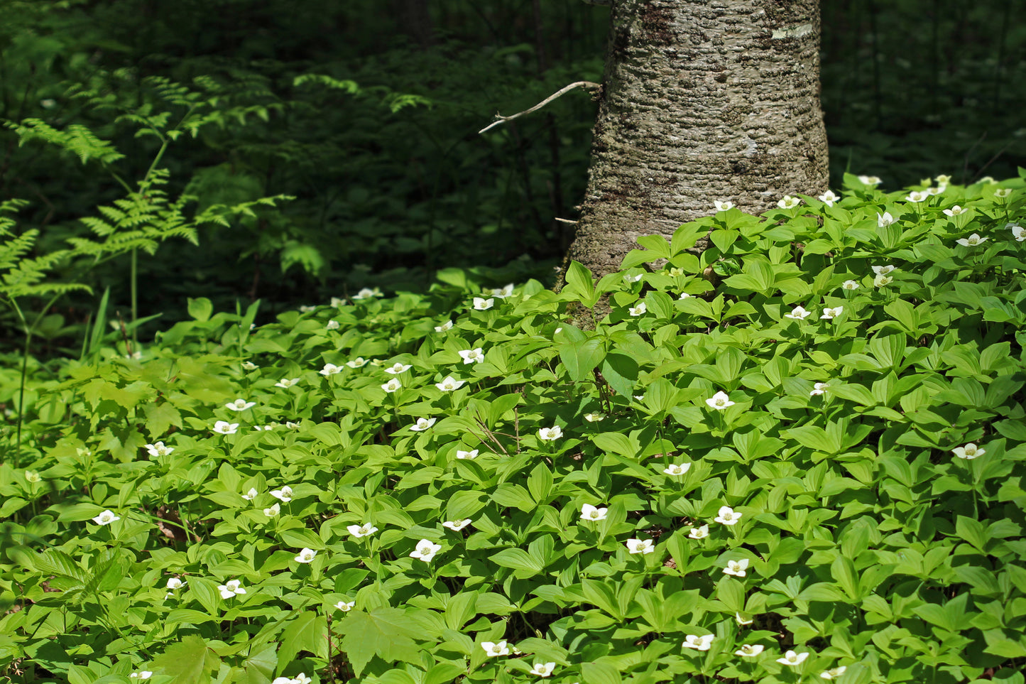 Bunchberry dogwood