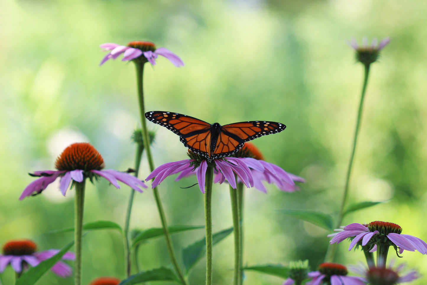 Monarch on a purple coneflower meadow- 2023