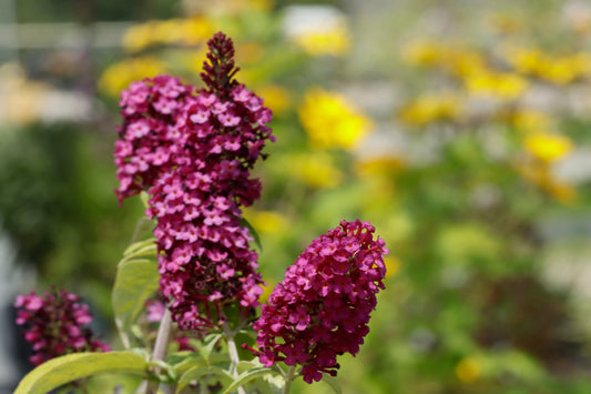 Violet Butterfly Bush