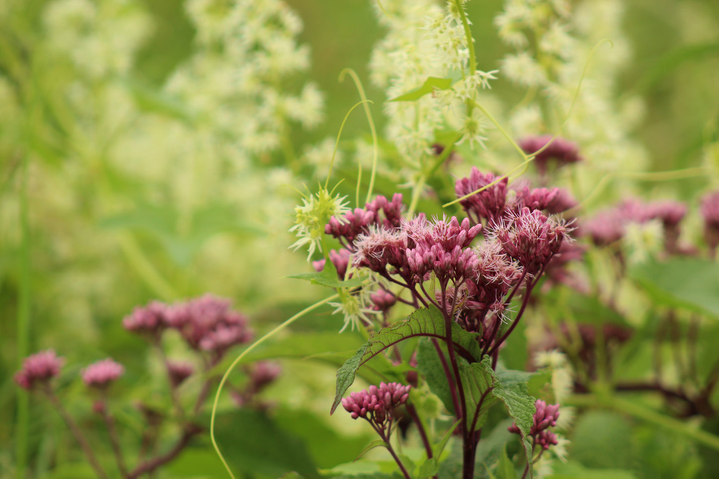 Spotted Joe-Pye Weed