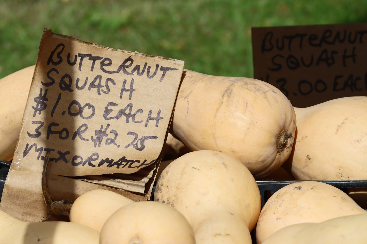 Butternut squash for sale