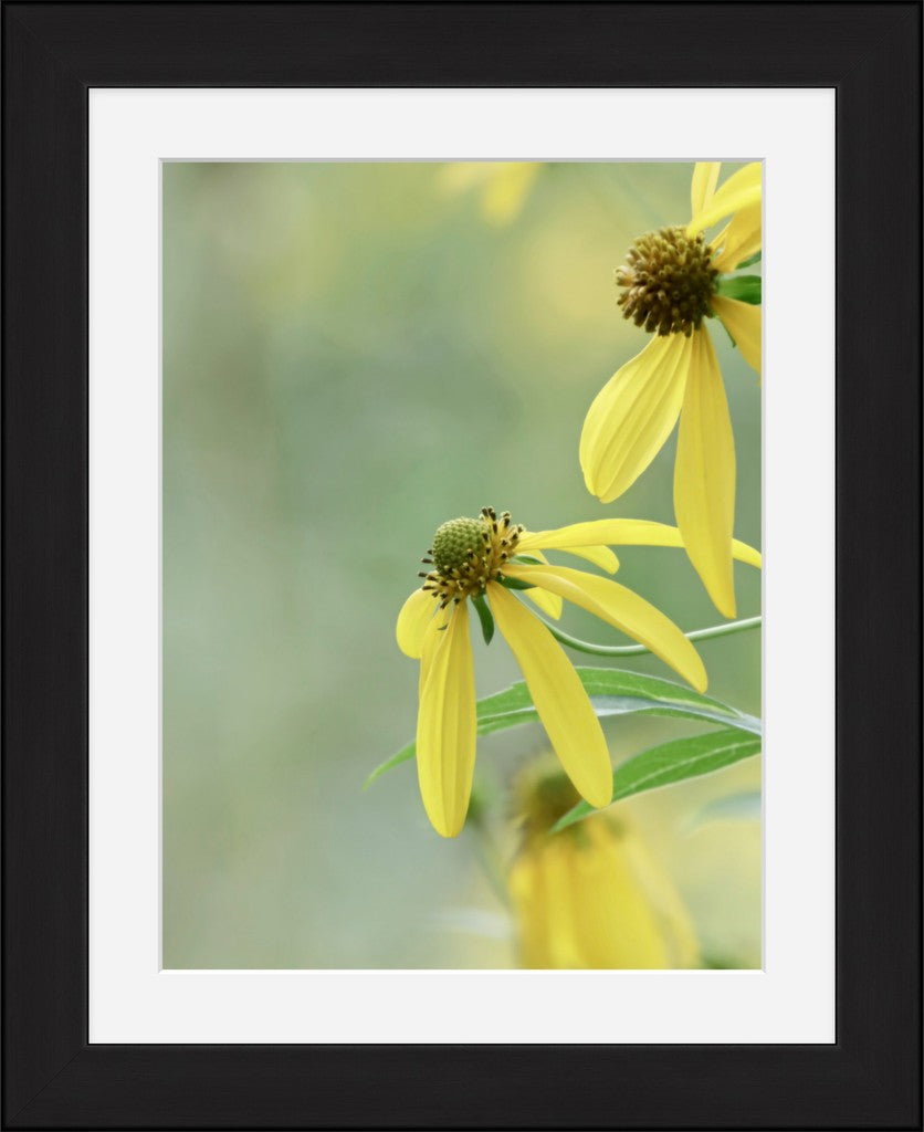 Cutleaf Coneflower Fine Art Print