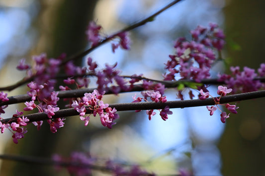 Eastern redbuds