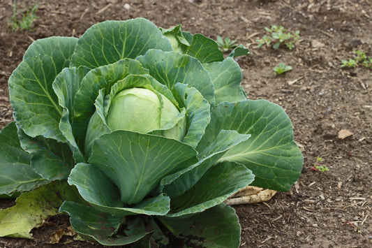 Cabbage plant